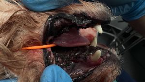Dentisteria e Odontologia: Doença periodontal precoce no Yorkshire Terrier (imagem 2 de 2)