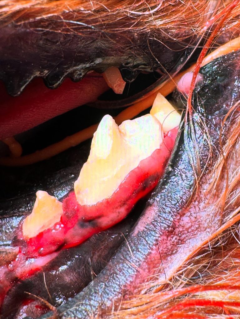 Dentisteria e Odontologia: Hipoplasia do esmalte em cães