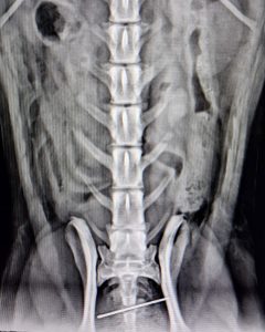 Radiologia: Agulha no intestino de um cão (imagem 2 de 3)
