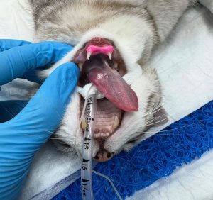 Dentisteria e Odontologia: Estabilização não invasiva da sínfise mandibular (imagem 3 de 3)