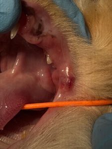 Dentisteria e Odontologia: Lesões orais que enganam (imagem 2 de 5)