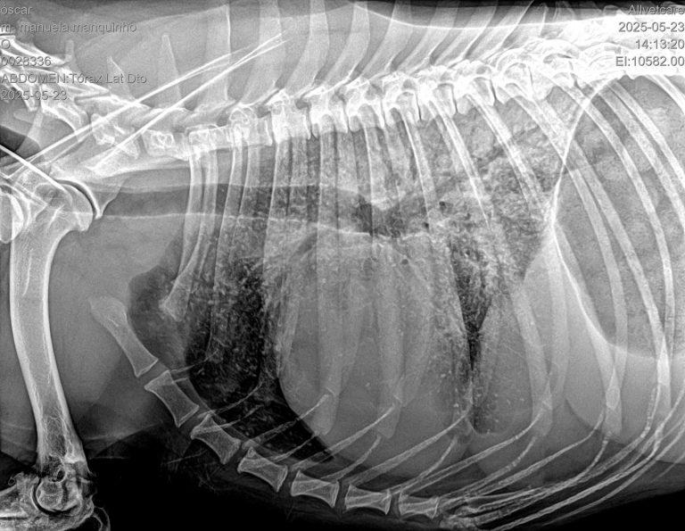 Medicina Interna: Insuficiência cardíaca congestiva em cães e gatos (imagem 1 de 3)