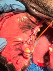 Dentisteria e Odontologia: Bloqueios loco-regionais em dentisteria (imagem 3 de 3)