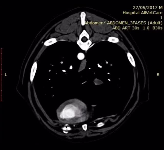 TAC: TAC abdominal em Rottweiler com lesão intestinal
