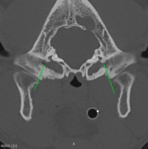 Medicina Interna: Braquicefalia e otites de difícil tratamento (imagem 2 de 3)