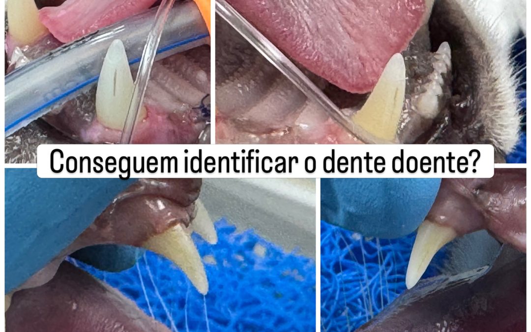 Reabsorção dentária felina invisível à superfície