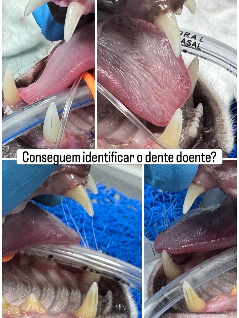 Dentisteria e Odontologia: Reabsorção dentária felina invisível à superfície (imagem 1 de 7)