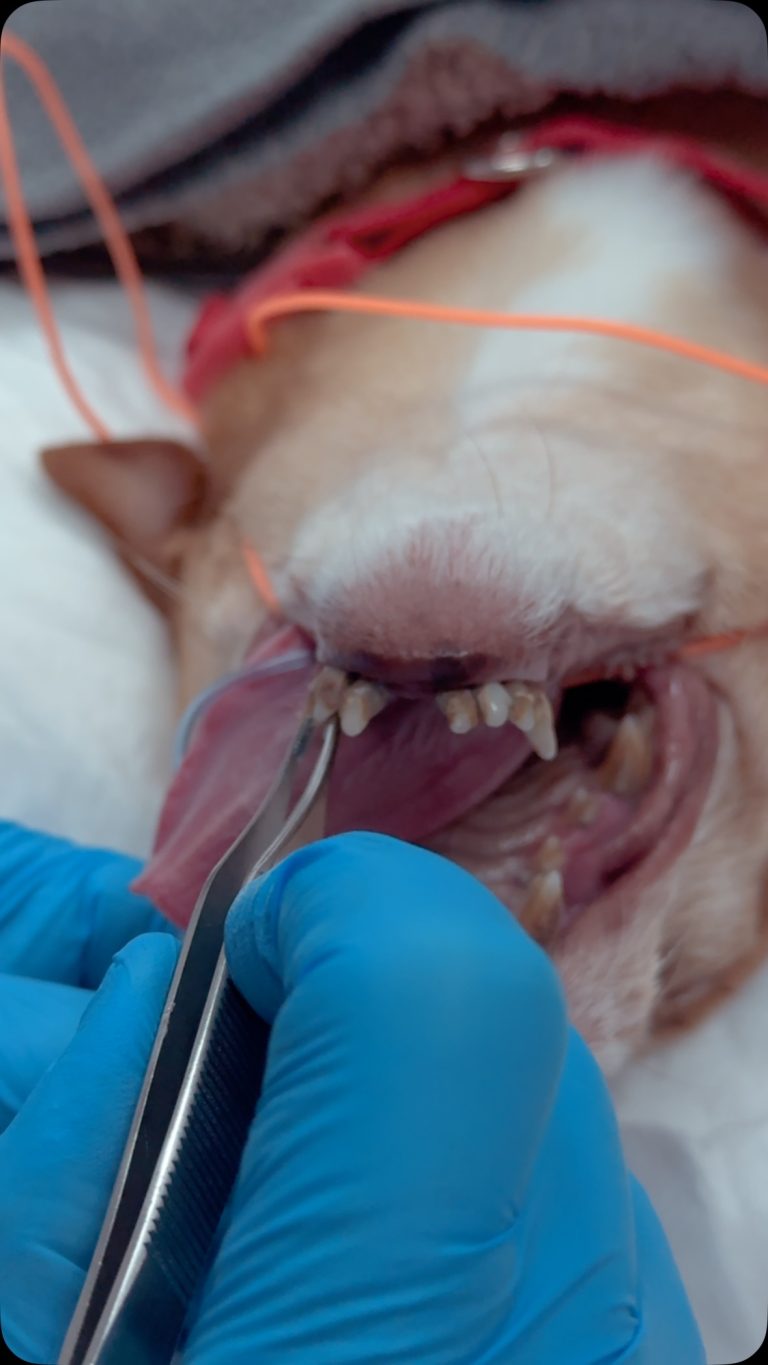 Dentisteria e Odontologia: Doença periodontal avançada e extração dentária