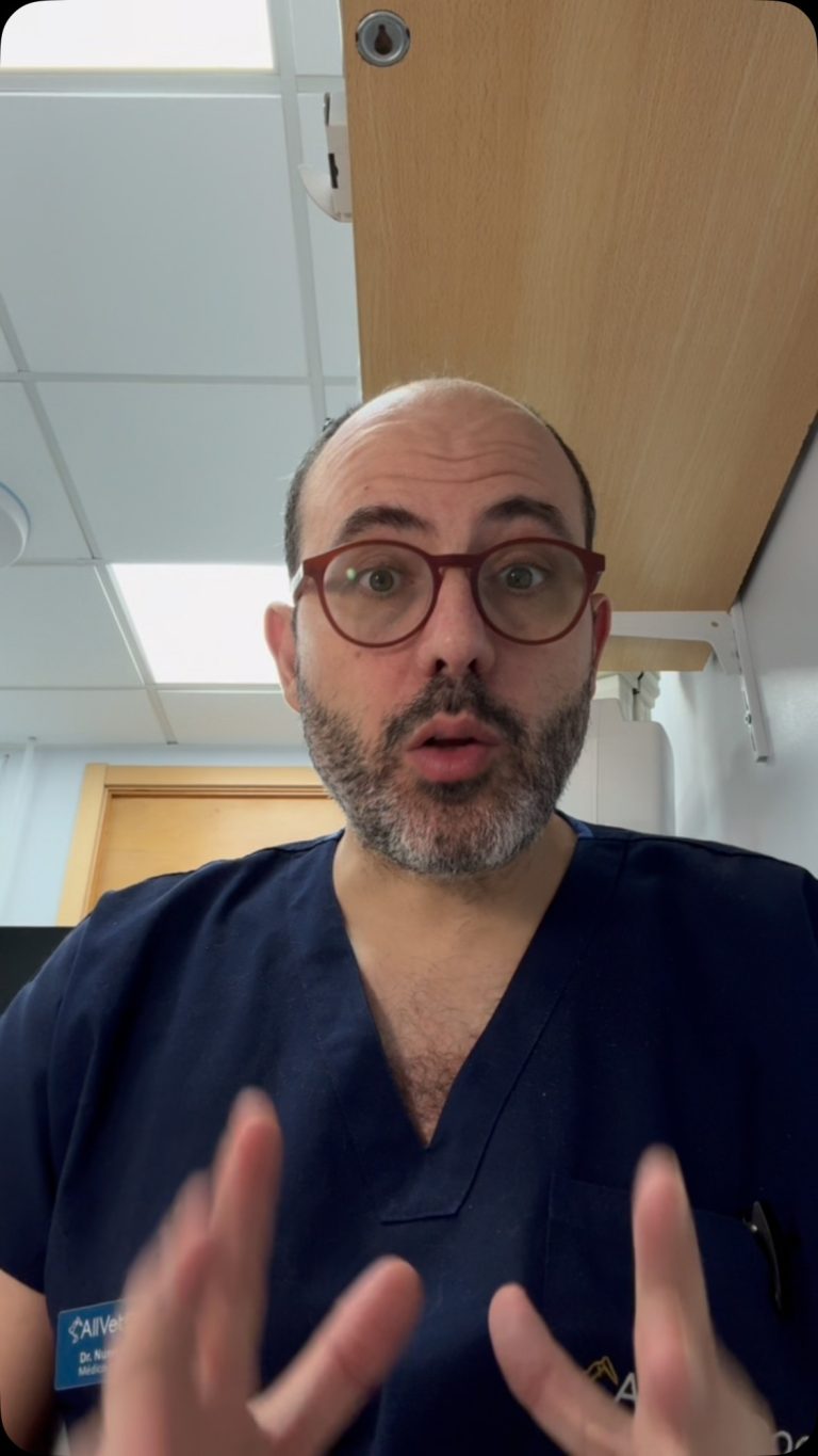 Oncologia: Tumores orais em gatos: sinais de alerta