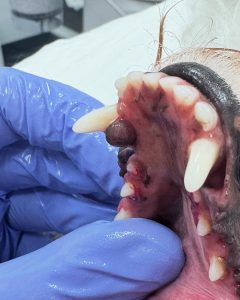 Dentisteria e Odontologia: Lesão oral proliferativa e doença periodontal (imagem 1 de 2)