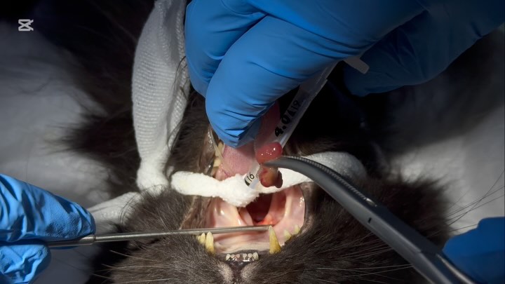 Massas nasofaríngeas em gatos