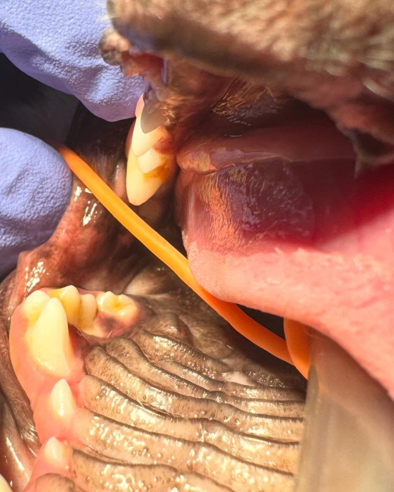 Dentisteria e Odontologia: Radiologia oral na doença periodontal (imagem 1 de 6)