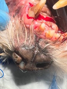 TAC: Corrimento nasal com origem dentária (imagem 1 de 3)