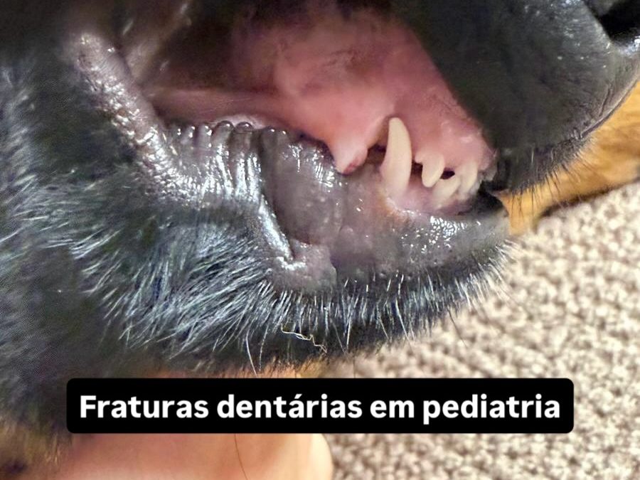 Fratura dentária em cachorros pediátricos