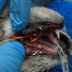 Dentisteria e Odontologia: Gengivoestomatite felina e exodontia subtotal (imagem 6 de 6)
