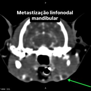 Oncologia: Adenocarcinoma salivar no palato de um gato (imagem 2 de 4)