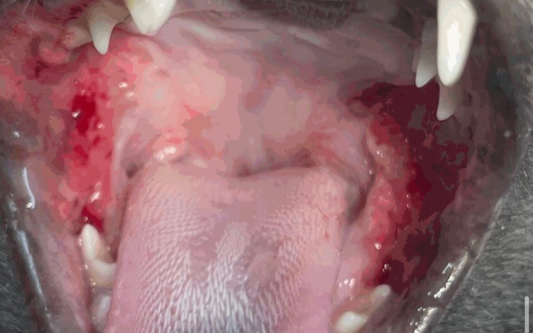 Gengivoestomatite crónica felina e extração dentária