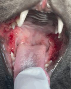 Dentisteria e Odontologia: Gengivoestomatite crónica felina e extração dentária (imagem 1 de 2)