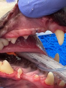 Dentisteria e Odontologia: Dentes a mais ou em falta em cães e gatos (imagem 2 de 3)