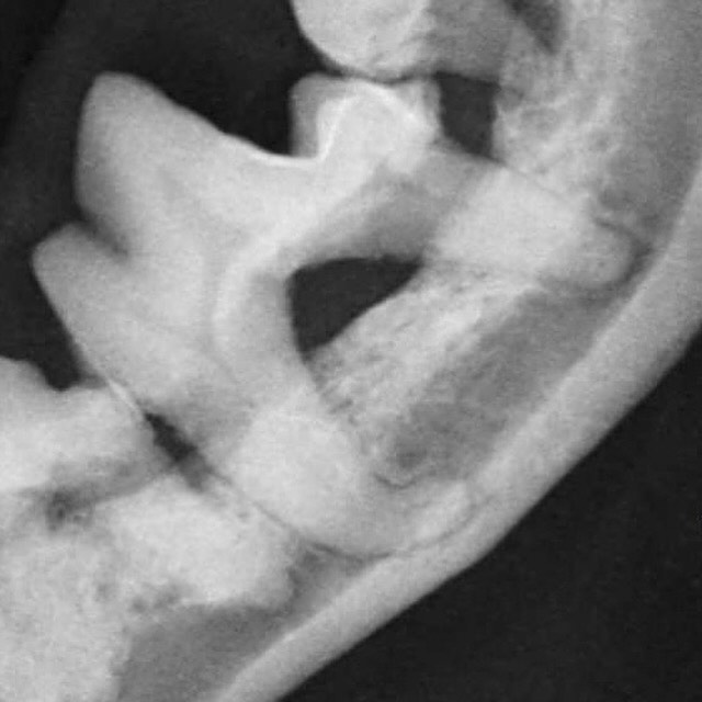 Dentisteria e Odontologia: Dilaceração radicular em cães