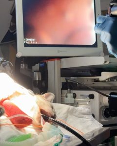 Endoscopia: Remoção endoscópica de anzol em gata (imagem 2 de 3)