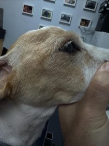 Medicina Interna: Atrofia dos músculos mastigatórios em cão (imagem 2 de 3)