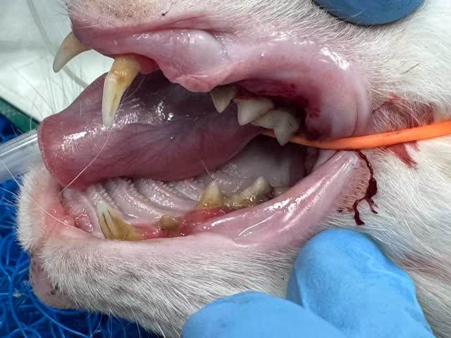 Dentisteria e Odontologia: Estomatite felina e extração dentária total