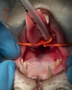 Dentisteria e Odontologia: Gengivoestomatite crónica felina (imagem 1 de 2)
