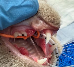 Dentisteria e Odontologia: Hiperplasia gengival juvenil em gatos (imagem 2 de 5)