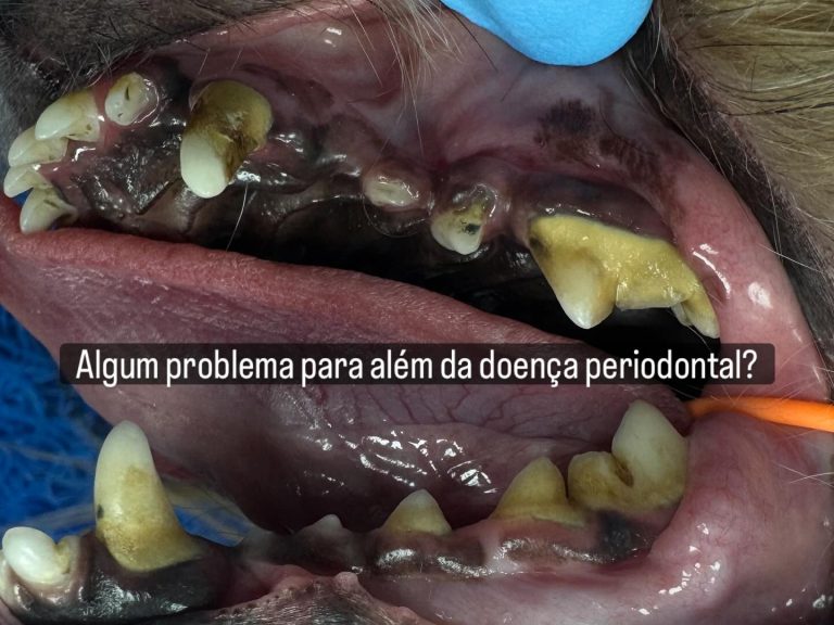 Dentisteria e Odontologia: Radiografias intra-orais no diagnóstico dentário (imagem 1 de 4)
