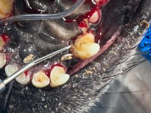 Dentisteria e Odontologia: Lesões periodontais ocultas em cães (imagem 5 de 5)