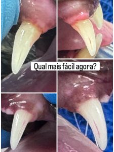 Dentisteria e Odontologia: Reabsorção dentária felina invisível à superfície (imagem 2 de 7)