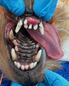Dentisteria e Odontologia: Fibroma odontogénico periférico em Yorkshire (imagem 1 de 3)