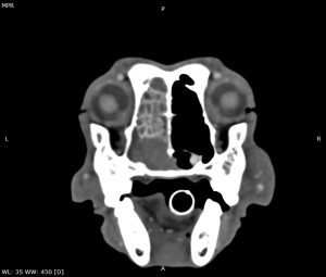 Oncologia: Carcinoma nasal em cão idoso (imagem 1 de 4)