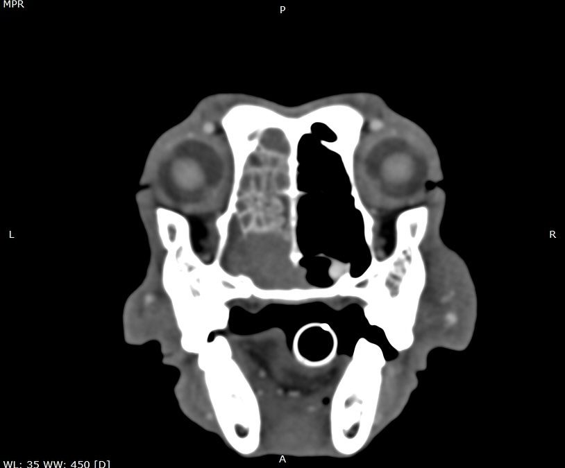 Carcinoma nasal em cão idoso