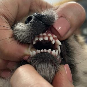 Dentisteria e Odontologia: Dentes de leite retidos em cães