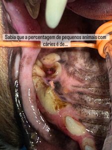 Dentisteria e Odontologia: Cáries dentárias em cães e gatos (imagem 1 de 3)