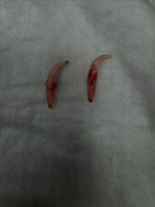 Dentisteria e Odontologia: Dentes de leite retidos em cães (imagem 3 de 3)