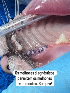 Dentisteria e Odontologia: Reabsorção dentária felina invisível à superfície (imagem 7 de 7)