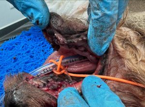 Dentisteria e Odontologia: Doença periodontal terminal em caso extremo (imagem 9 de 9)