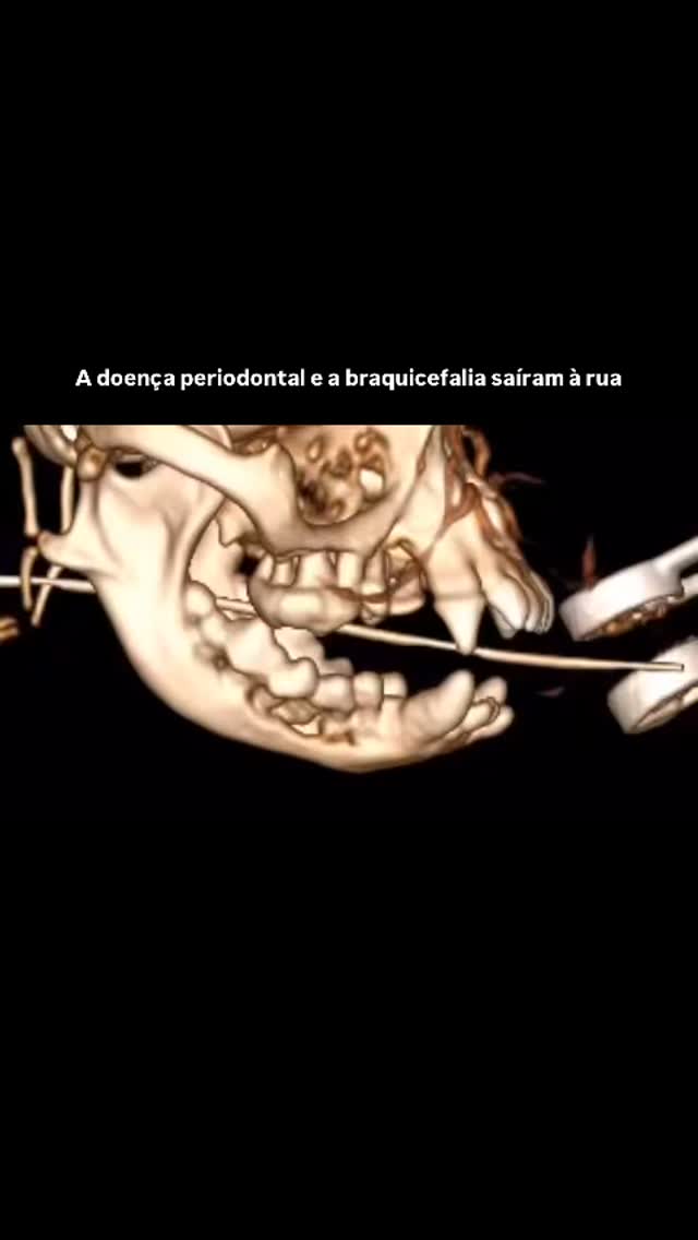 Dentisteria e Odontologia: Doença periodontal severa em cães