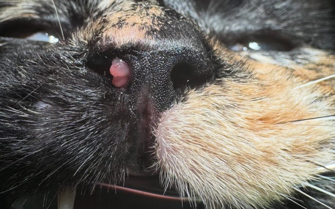 Carcinoma nasal em gatos