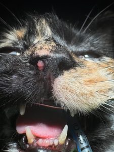 Oncologia: Carcinoma nasal em gatos (imagem 1 de 2)